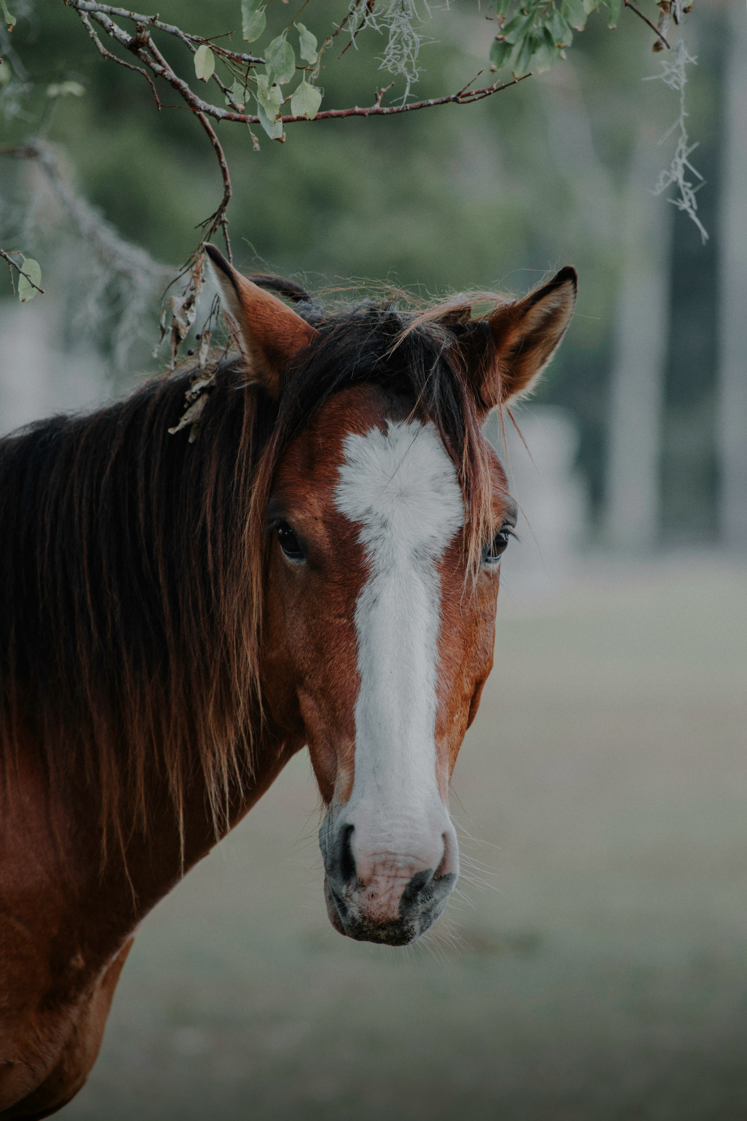 brown horse close-up photography